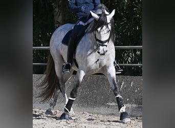 PRE Mix, Stallone, 5 Anni, 169 cm, Grigio