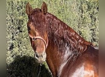 PRE Mix, Stallone, 5 Anni, 169 cm, Sauro scuro