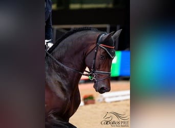 PRE Mix, Stallone, 5 Anni, 170 cm, Baio