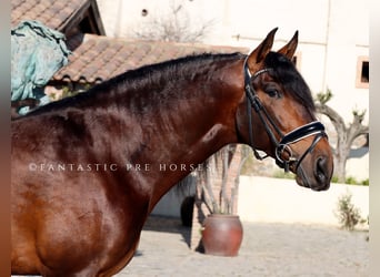PRE Mix, Stallone, 5 Anni, 170 cm, Baio