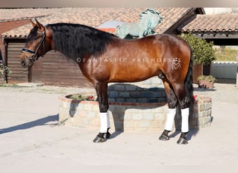 PRE Mix, Stallone, 5 Anni, 170 cm, Baio