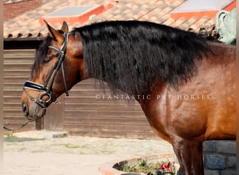 PRE Mix, Stallone, 5 Anni, 170 cm, Baio
