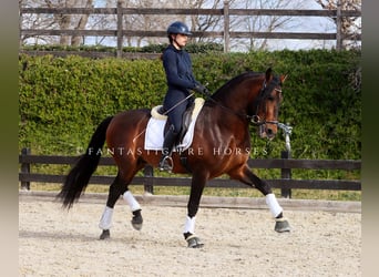 PRE Mix, Stallone, 5 Anni, 170 cm, Baio