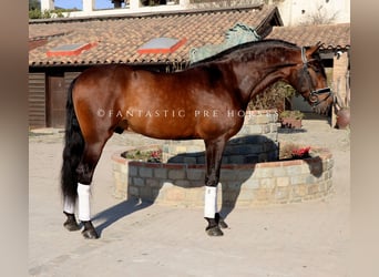 PRE Mix, Stallone, 5 Anni, 170 cm, Baio