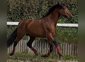 PRE, Stallone, 5 Anni, 170 cm, Baio