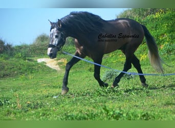 PRE Mix, Stallone, 5 Anni, 170 cm, Falbo baio