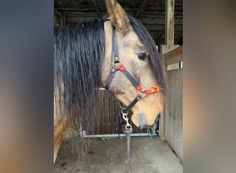 PRE Mix, Stallone, 5 Anni, 170 cm, Falbo