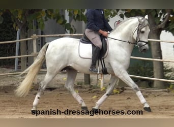 PRE, Stallone, 5 Anni, 170 cm, Grigio