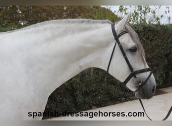 PRE, Stallone, 5 Anni, 170 cm, Grigio