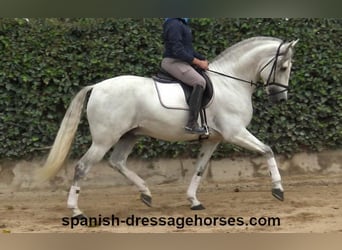 PRE, Stallone, 5 Anni, 170 cm, Grigio