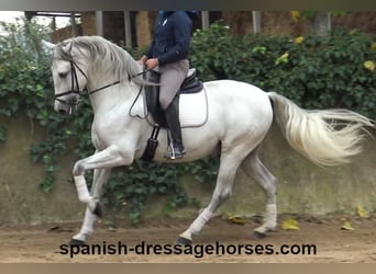 PRE, Stallone, 5 Anni, 170 cm, Grigio