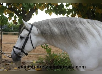 PRE, Stallone, 5 Anni, 170 cm, Grigio