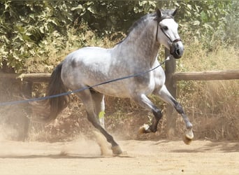 PRE, Stallone, 5 Anni, 170 cm, Grigio