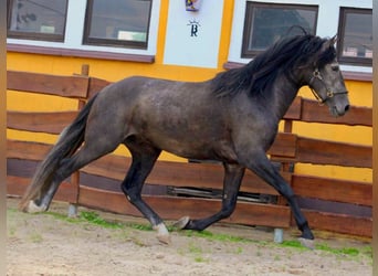 PRE, Stallone, 5 Anni, 170 cm, Grigio ferro