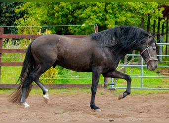 PRE, Stallone, 5 Anni, 170 cm, Grigio ferro