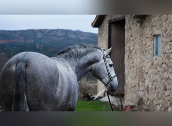PRE, Stallone, 5 Anni, 171 cm, Grigio pezzato