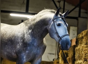 PRE, Stallone, 5 Anni, 171 cm, Grigio pezzato
