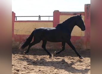 PRE Mix, Stallone, 5 Anni, 171 cm, Morello