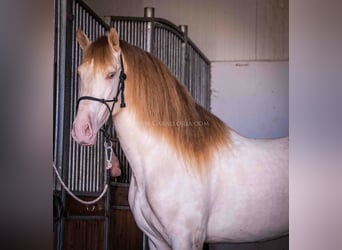 PRE, Stallone, 5 Anni, 171 cm, Perlino