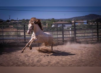 PRE, Stallone, 5 Anni, 171 cm, Perlino
