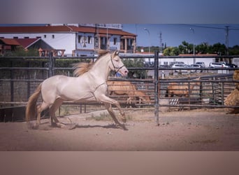 PRE, Stallone, 5 Anni, 171 cm, Perlino