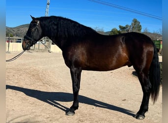 PRE, Stallone, 5 Anni, 172 cm, Baio scuro