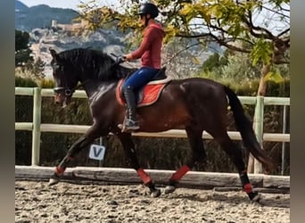 PRE, Stallone, 5 Anni, 172 cm, Baio scuro