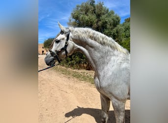 PRE Mix, Stallone, 5 Anni, 172 cm, Grigio