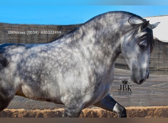 PRE, Stallone, 5 Anni, 172 cm, Grigio pezzato