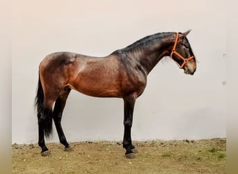 PRE Mix, Stallone, 5 Anni, 173 cm, Baio