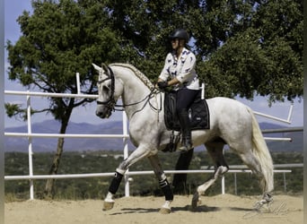 PRE Mix, Stallone, 5 Anni, 173 cm, Bianco