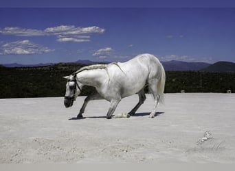 PRE Mix, Stallone, 5 Anni, 173 cm, Bianco