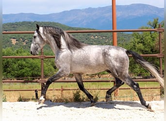 PRE Mix, Stallone, 5 Anni, 173 cm, Grigio