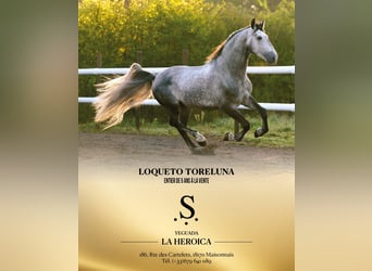 PRE, Stallone, 5 Anni, 173 cm, Grigio pezzato