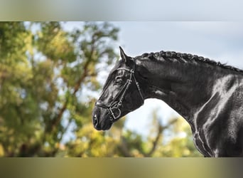 PRE, Stallone, 5 Anni, 175 cm, Morello