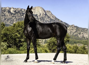 PRE Mix, Stallone, 5 Anni, 176 cm, Baio scuro