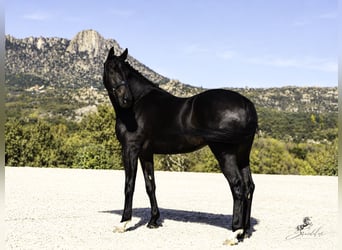 PRE Mix, Stallone, 5 Anni, 176 cm, Baio scuro