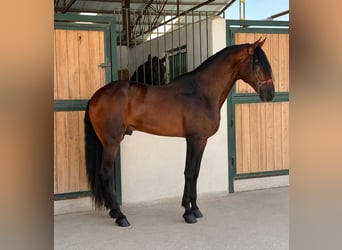 PRE Mix, Stallone, 5 Anni, 180 cm, Baio