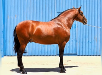 PRE Mix, Stallone, 5 Anni, 181 cm, Baio