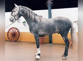 PRE Mix, Stallone, 5 Anni, Grigio