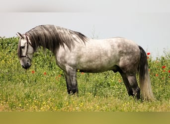PRE Mix, Stallone, 5 Anni, Grigio ferro