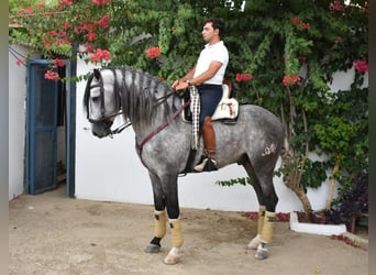 PRE Mix, Stallone, 5 Anni, Grigio