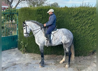 PRE Mix, Stallone, 5 Anni, Grigio