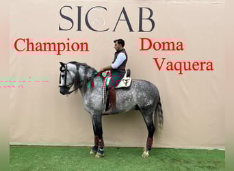 PRE Mix, Stallone, 5 Anni, Grigio
