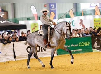 PRE Mix, Stallone, 5 Anni, Grigio