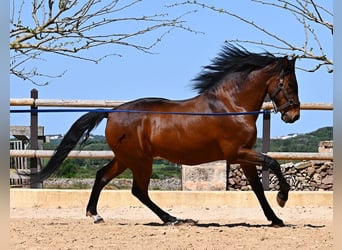PRE Mix, Stallone, 6 Anni, 157 cm, Baio