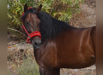 PRE Mix, Stallone, 6 Anni, 157 cm, Baio