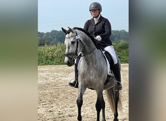 PRE Mix, Stallone, 6 Anni, 157 cm, Grigio pezzato