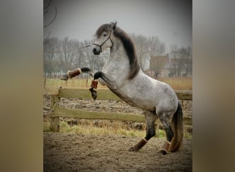 PRE Mix, Stallone, 6 Anni, 157 cm, Grigio pezzato