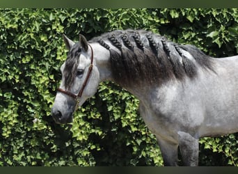 PRE Mix, Stallone, 6 Anni, 157 cm, Grigio pezzato
